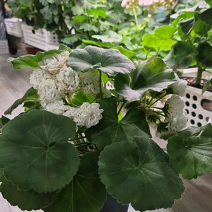 제라늄. 그라찌아푸드라