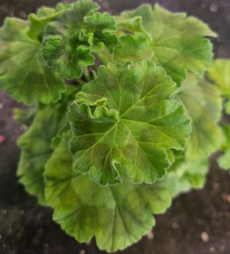 제라늄 바빌론--1