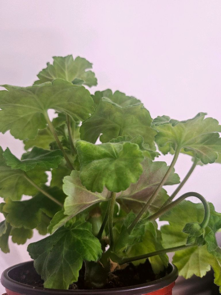 제라늄 바빌론--2