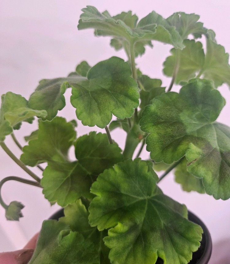 제라늄 바빌론--3