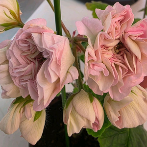 제라늄 그라찌아 코코샤넬 대품