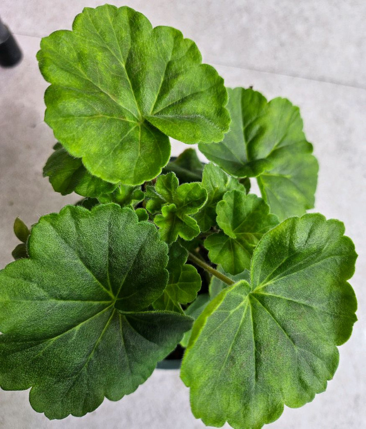 제라늄 그라찌아 코코샤넬 대품--1