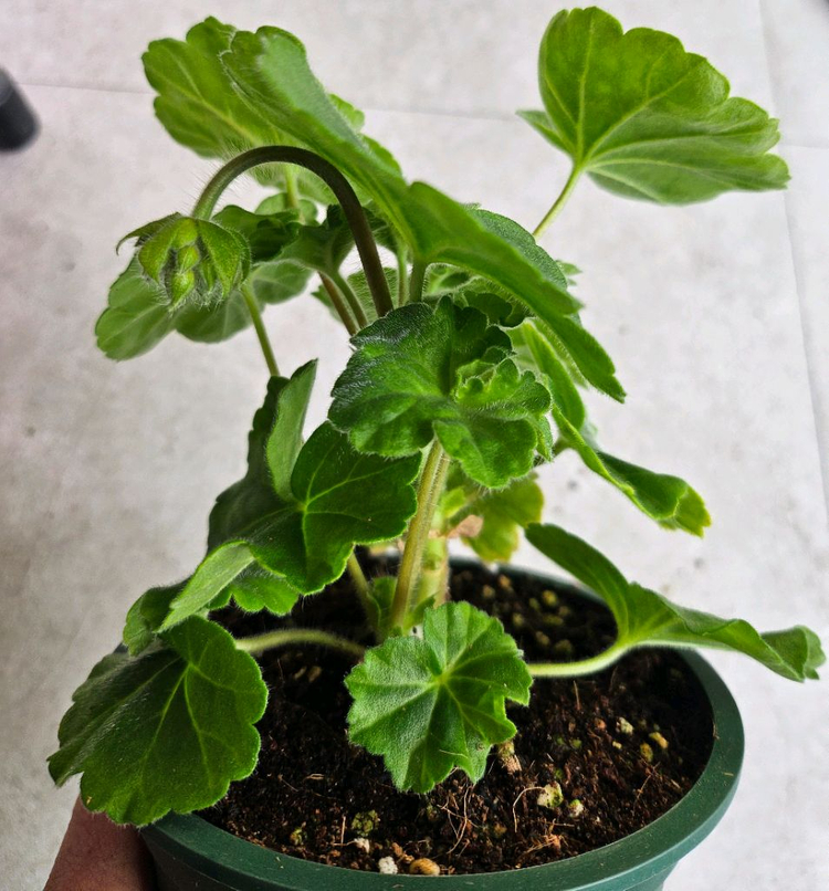 제라늄 그라찌아 코코샤넬 대품--2