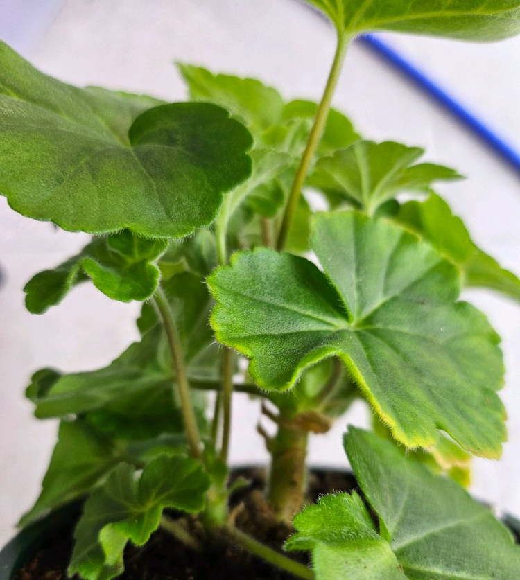 제라늄 그라찌아 코코샤넬 대품--3