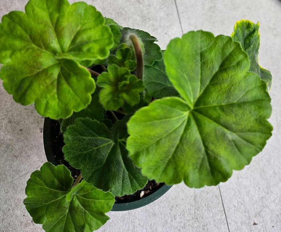 제라늄 그라찌아 코코샤넬 대품--4