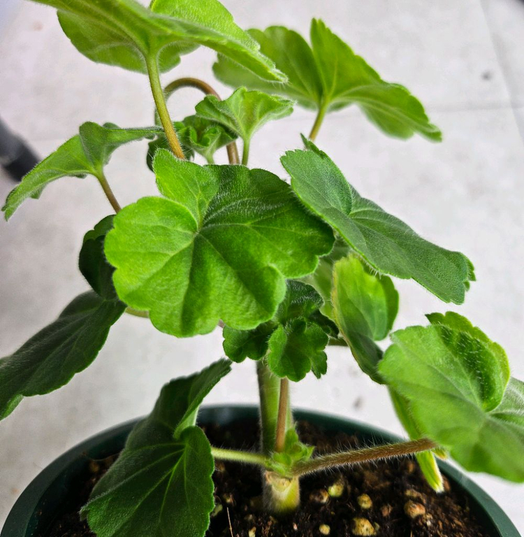 제라늄 그라찌아 코코샤넬 대품--5