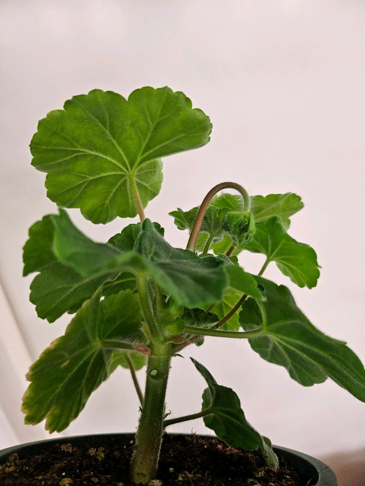 제라늄 그라찌아 코코샤넬 대품--6