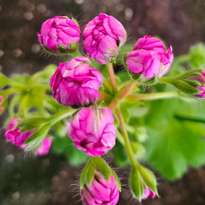 제라늄 uv보니타