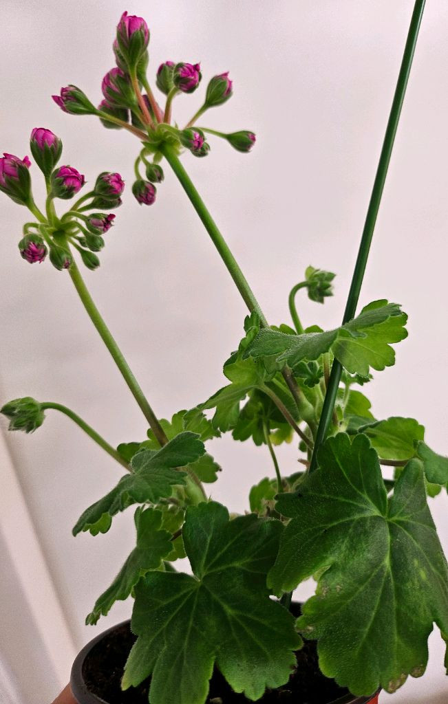 제라늄 uv보니타--1