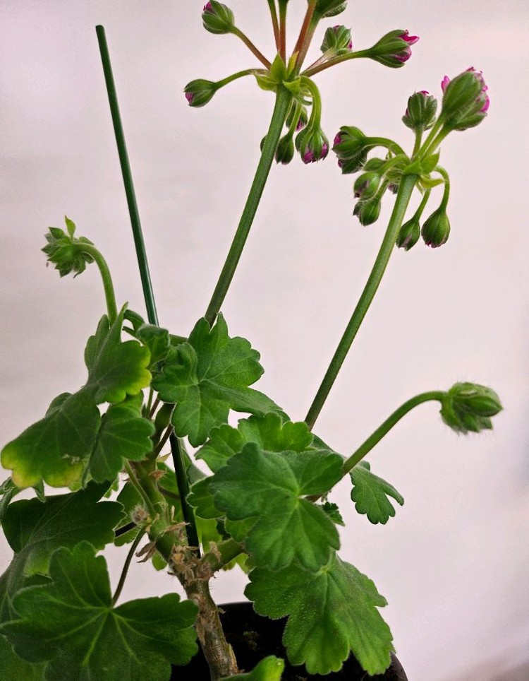 제라늄 uv보니타--2