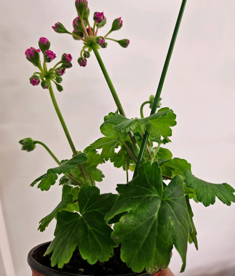 제라늄 uv보니타--3