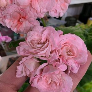 제라늄 ug모험가