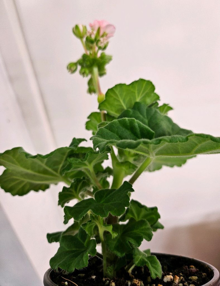 제라늄 ug모험가--2