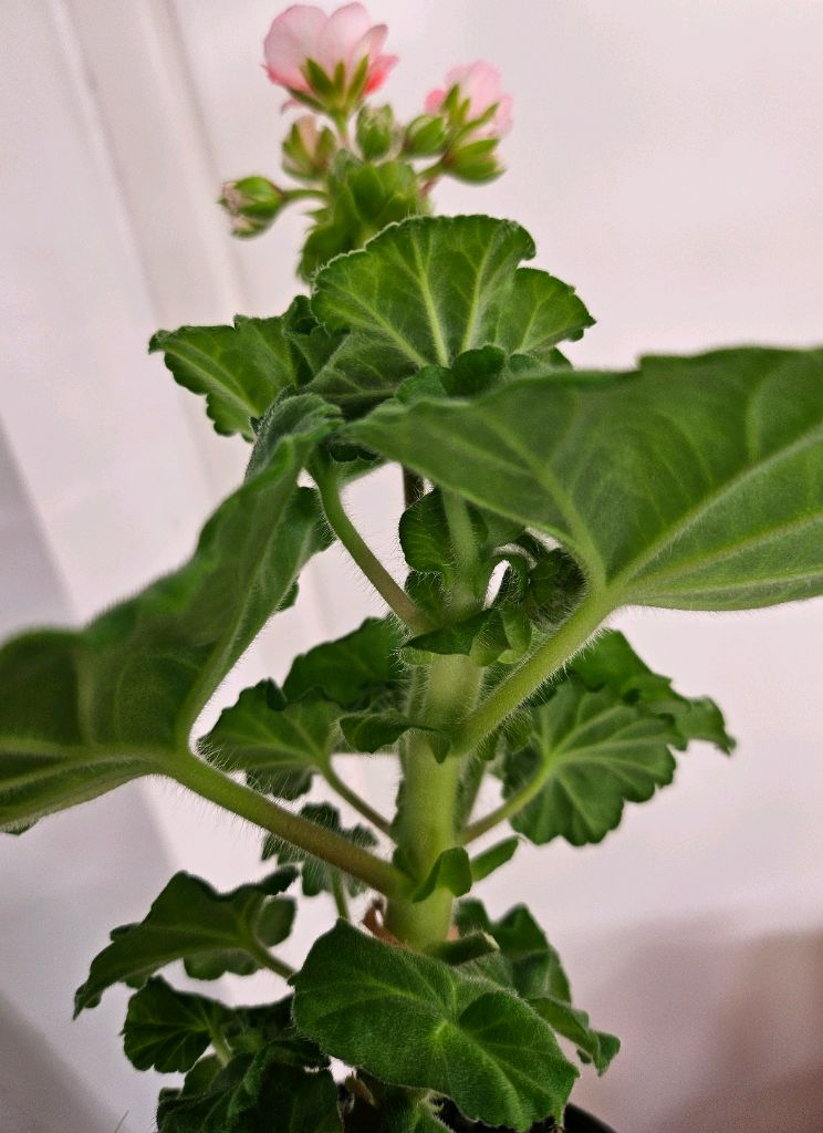 제라늄 ug모험가--3