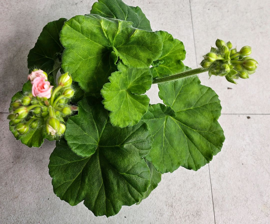 제라늄 ug모험가--4