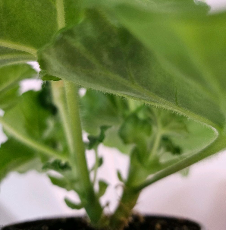 제라늄 ug모험가--5