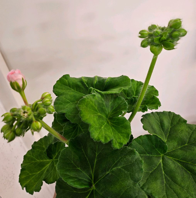 제라늄 ug모험가--6