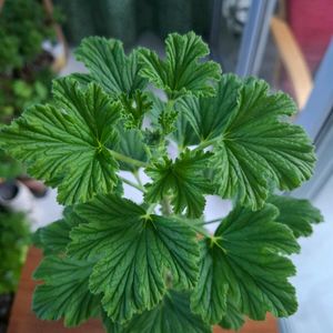 리갈제라늄 오렌지피츠