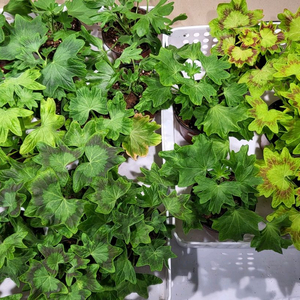 제라늄 스텔라 세트 (3세트 있어요)