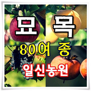 묘목 감나무 대추나무 밤나무 자두나무 사과나무 체리나무 매실나무 성목 약용수 모든베리류