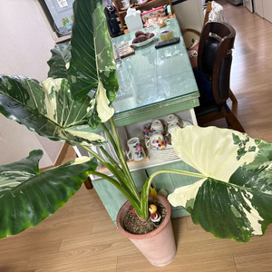 알로카시아 마크로리자 바리에가타