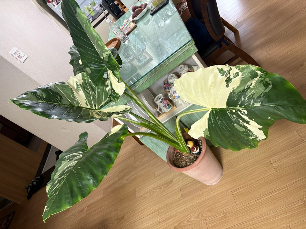 알로카시아 마크로리자 바리에가타--1