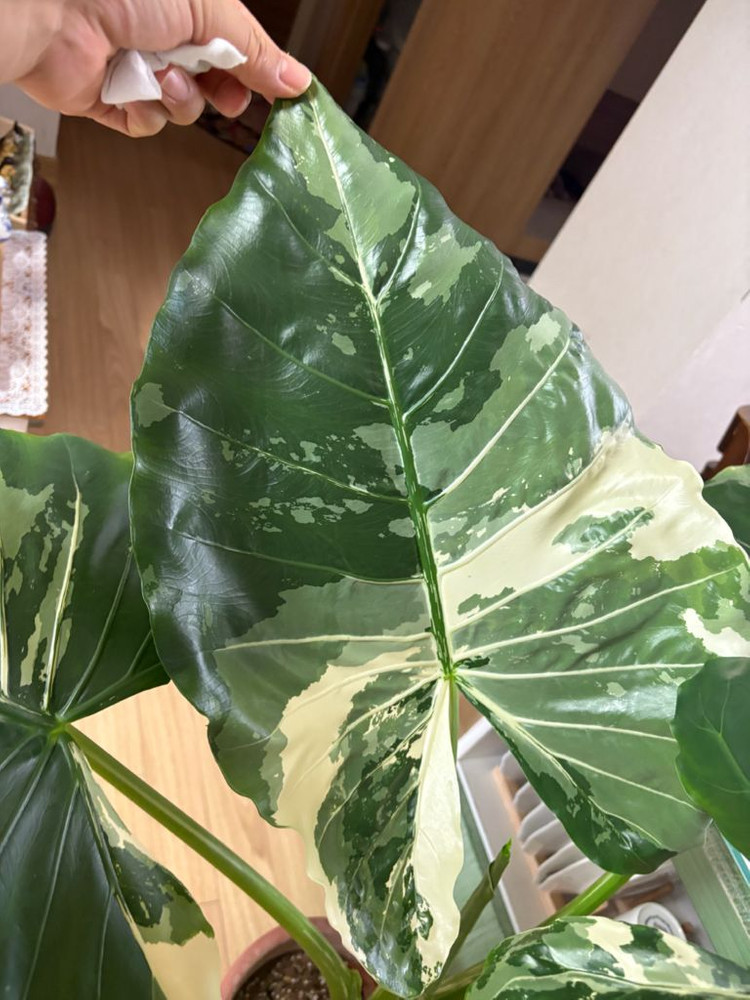 알로카시아 마크로리자 바리에가타--3