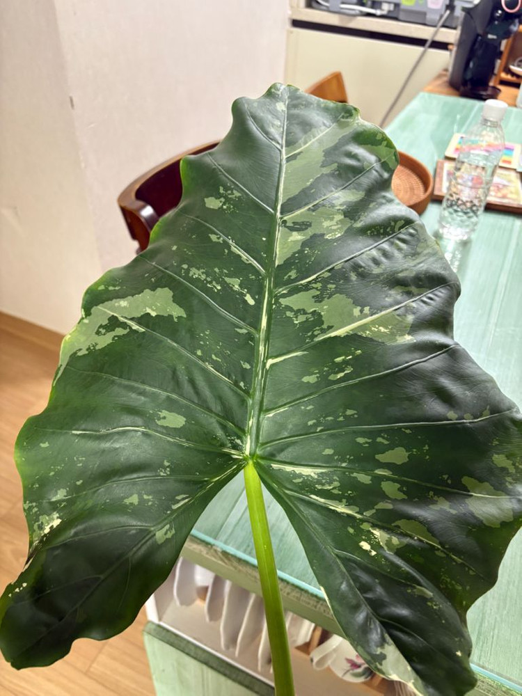 알로카시아 마크로리자 바리에가타--4