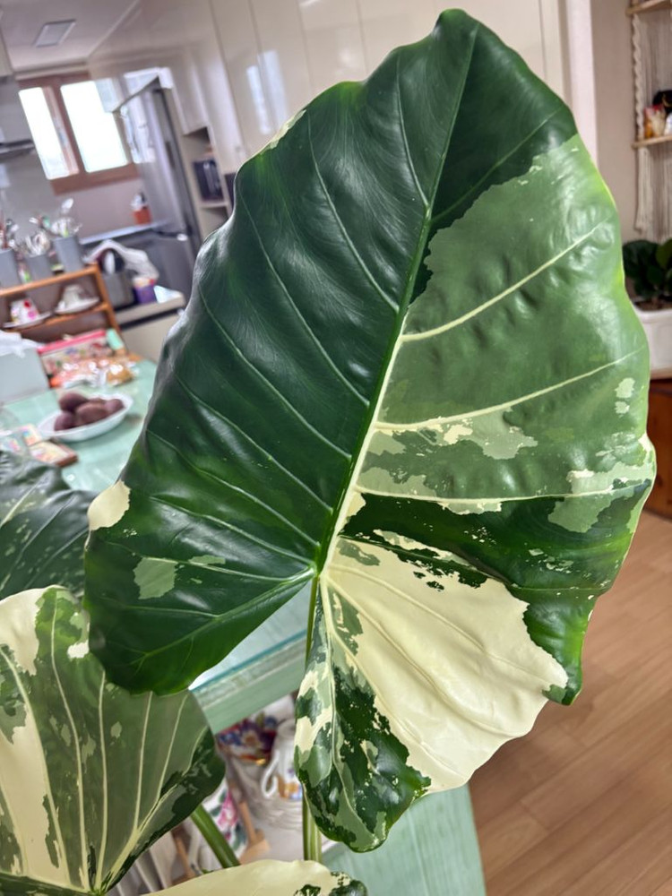 알로카시아 마크로리자 바리에가타--5