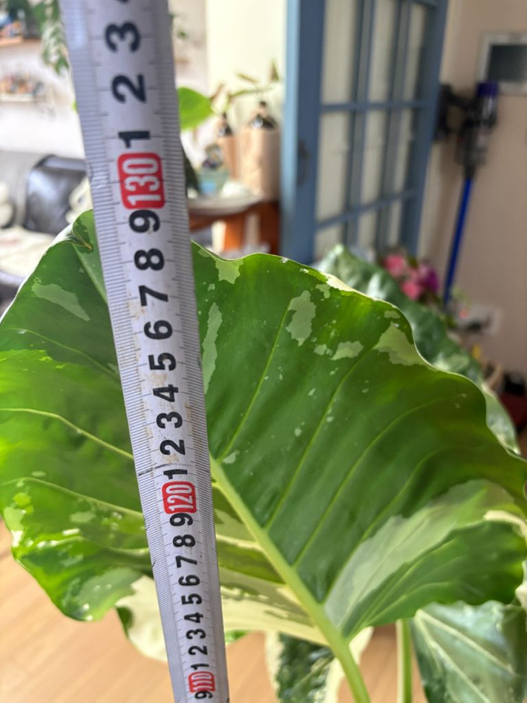 알로카시아 마크로리자 바리에가타--6