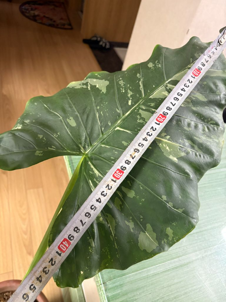 알로카시아 마크로리자 바리에가타--7