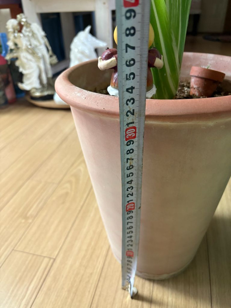 알로카시아 마크로리자 바리에가타--8