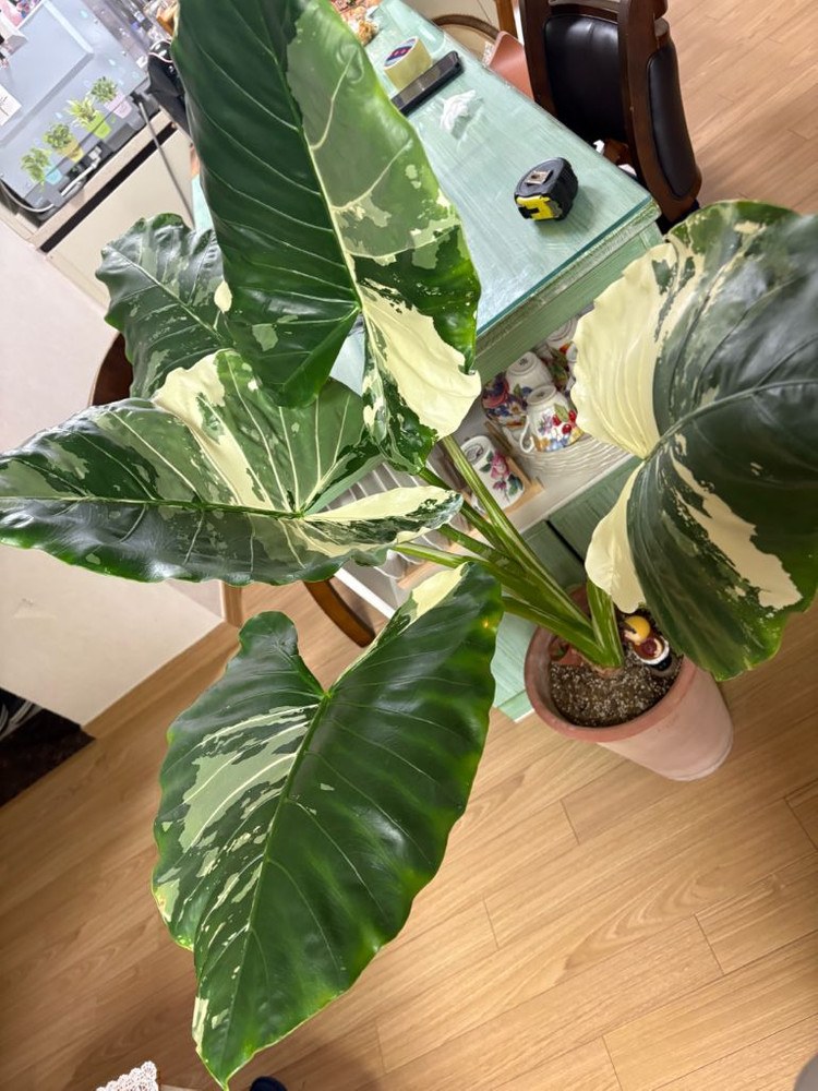 알로카시아 마크로리자 바리에가타--9