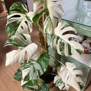 몬스테라 알보 바리에가타