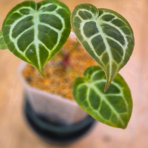 안스리움도리야끼실버보올