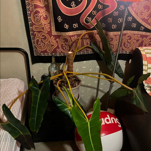 필로덴드론 빌리에티에 특대품