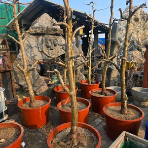 모과나무 조경수판매