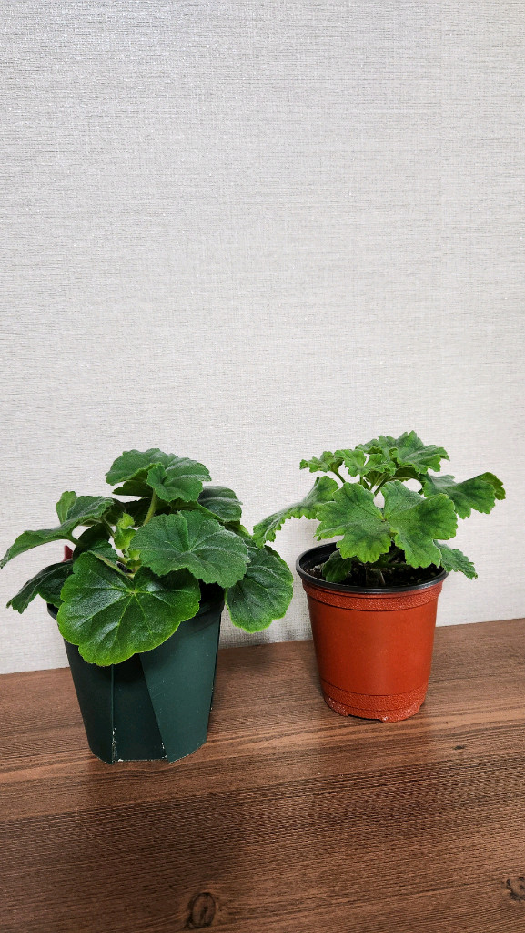 제라늄 그라찌야코코샤넬,시크글로리아--0