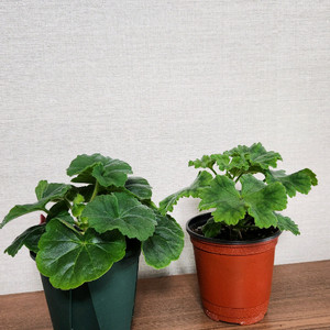 제라늄 그라찌야코코샤넬,시크글로리아