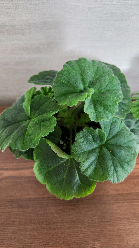 제라늄 그라찌야코코샤넬,시크글로리아--1