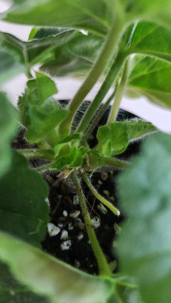 제라늄 그라찌야코코샤넬,시크글로리아--3