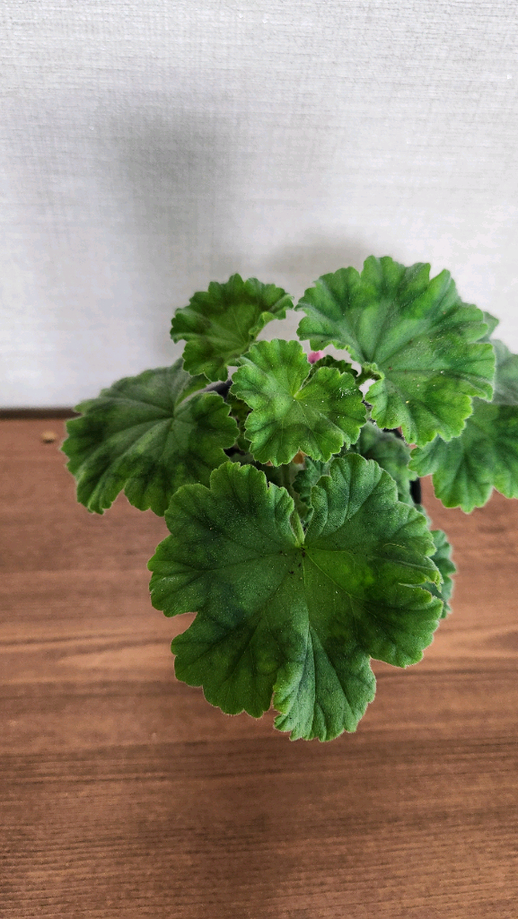 제라늄 그라찌야코코샤넬,시크글로리아--4