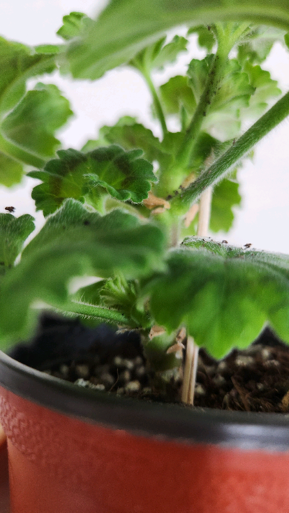 제라늄 그라찌야코코샤넬,시크글로리아--5