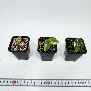 알로카시아 마하라니 화이트 바리에가타 이미지