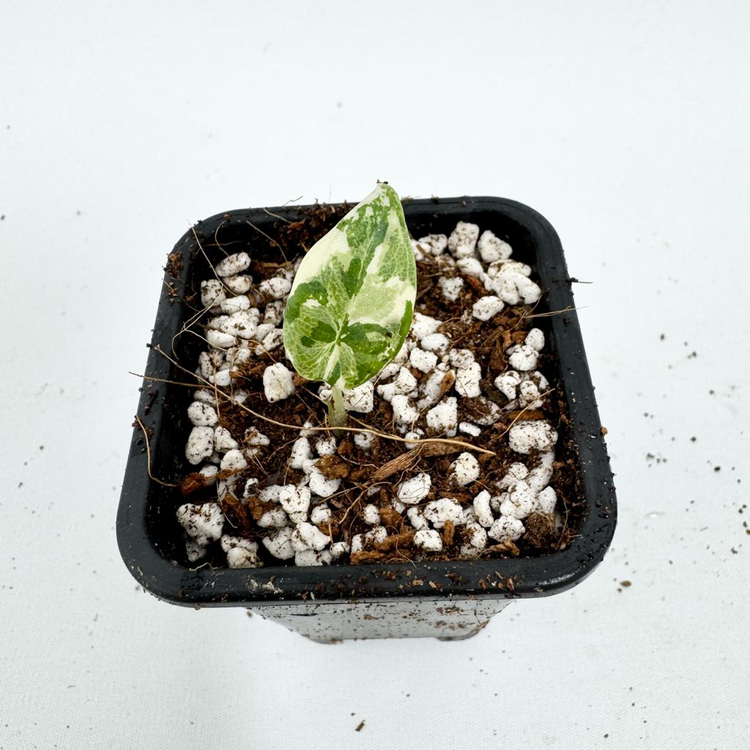 알로카시아 마하라니 화이트 바리에가타 이미지