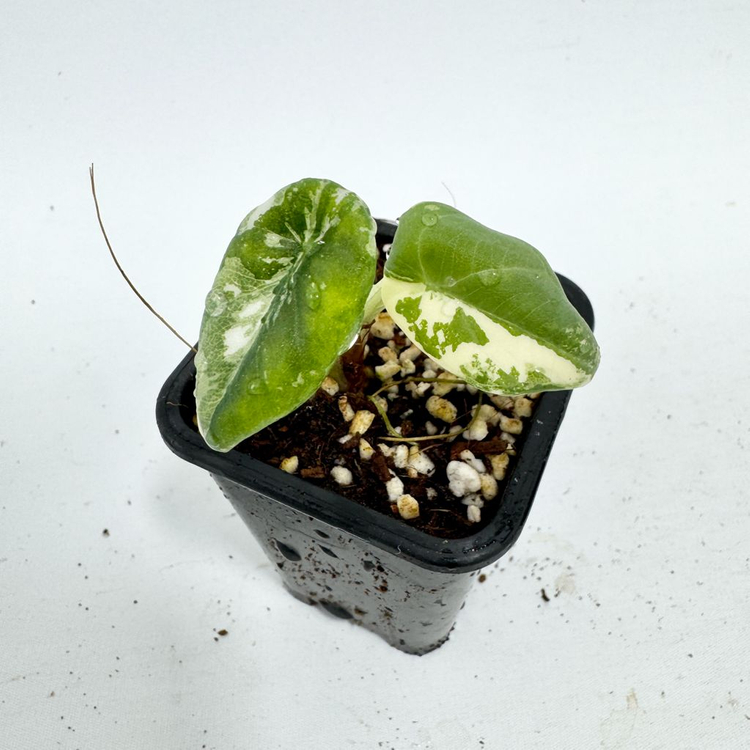 알로카시아 마하라니 화이트 바리에가타 이미지