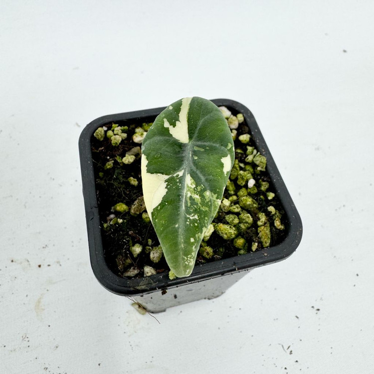 알로카시아 마하라니 화이트 바리에가타 이미지