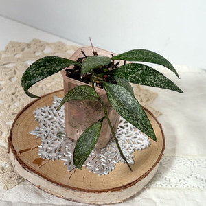 호야 파비플로라 스플래쉬