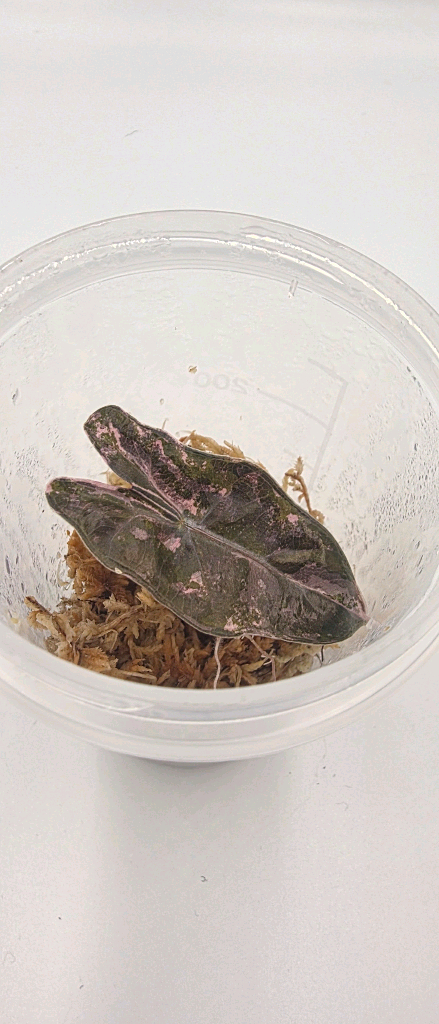 알로카시아 푸세이도핑크산데리아나 바리에가타 이미지