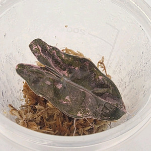 알로카시아 푸세이도핑크산데리아나 바리에가타 이미지